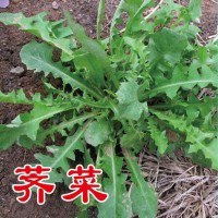 優質野菜種子濟南批發，大葉薺菜種子菱角菜種子